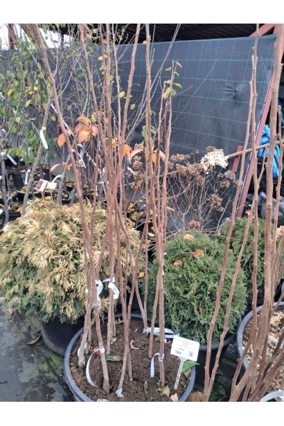 Хурма ‘Насолода’- саджанці з голим коренем